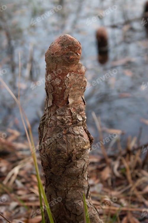 Preview: Cypress Trees In A Swamp