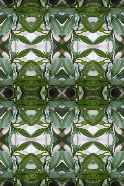 Preview: A Plumeria Rubria Plant Abstract With Lush Green Leaves 0770