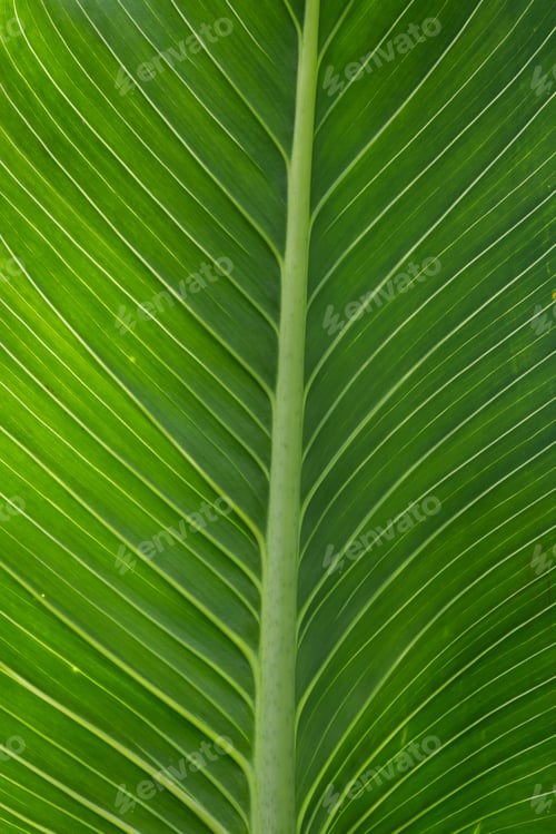 Preview: Close Up Of A Broad Tropical Green Leaf As A Background Or Texture