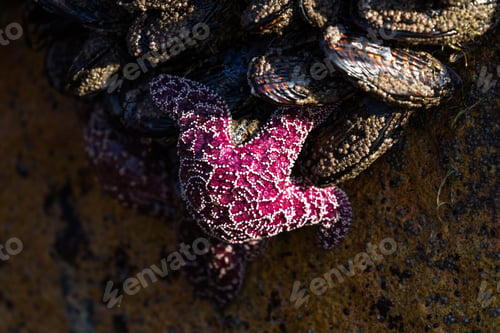 Preview: The Orange And Purple Ochre Sea Stars And Some Of The Most Common And Beautiful Creatures Easily
