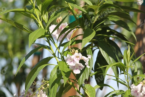 Preview: A Chitalpa Tree With White Flowers 5774