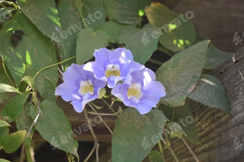 Preview: Beautiful Blue Morning Glory Flowers In Full Bloom