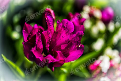 Preview: Pure Magenta Color Tulip Closeup In Sunny Day 3.