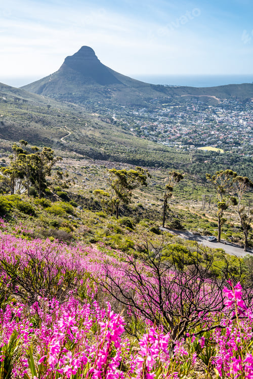 Preview: Portrait Photo Of Lion'S Head And Downtown Cape Town With Pink Watsonia Flowers In The Foreground