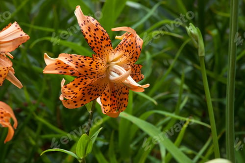 Preview: Orange Spotted Day Lily In A Garden