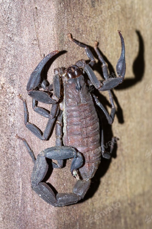 Preview: Large Dark Brown Scorpion Found Climbing Up A Wooden Pillar In The Costa Rican Rainforest