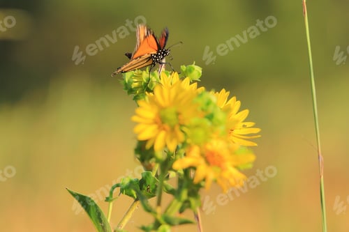 Preview: A Monarch Butterfly Visits Various Wild Flowers, Sucking Up Precious Nectar And Sweet Juices From