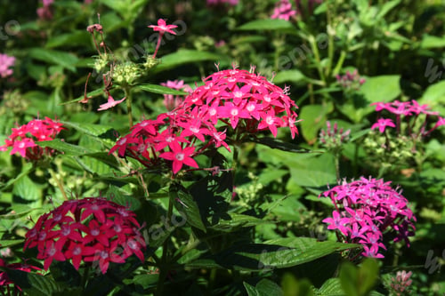 Preview: Pentas Pink Flowers, Elizabethan Gardens, North Carolina, Usa
