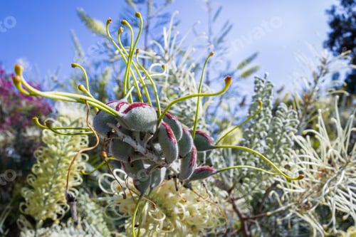 Preview: Close Up With A Fish Eye Lens Of An Interesting Plant With Pods And Stems Growing Out Of Them