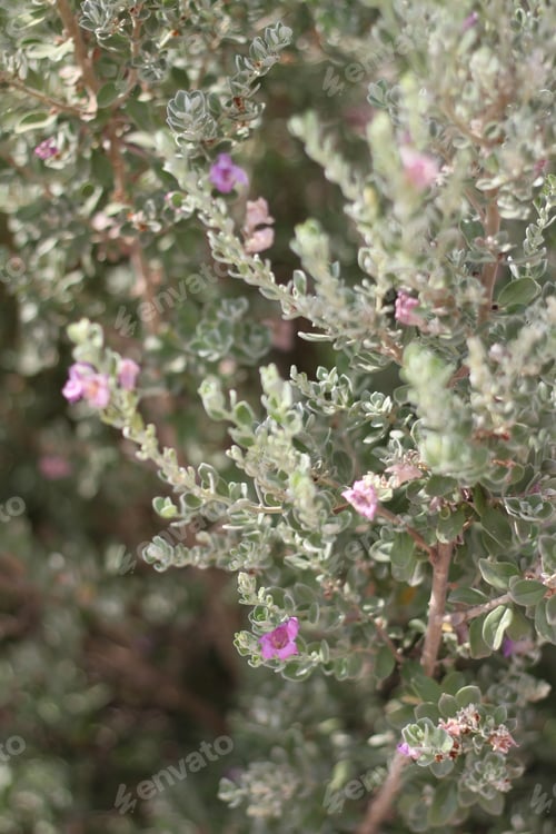 Preview: A Leucophyllum Fructescens Cenizo Plant With Purple Flowers 0680