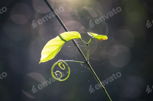 Preview: Close Up Of A Cute, Tinly Little Plant With An Unique Shape With Beautiful Light In The Jungle In