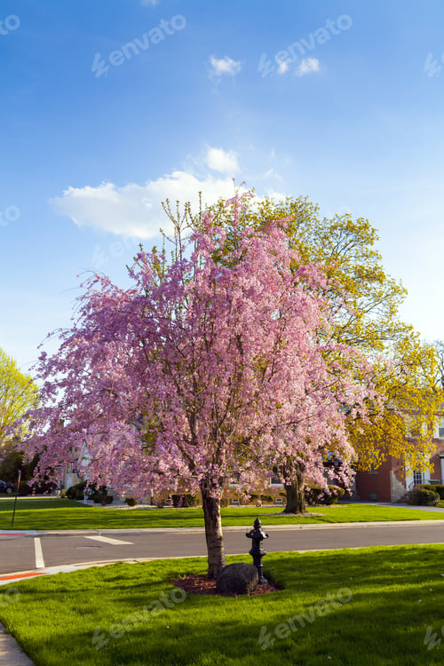Preview: Spring In Suburbs