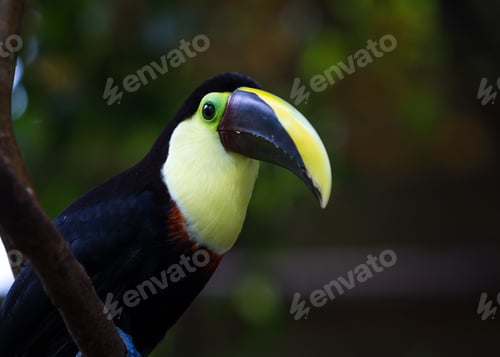 Preview: Close Up Of A Chestnut Mandibled Toucan In Costa Rica