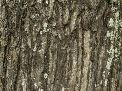 Preview: Brown Cortex Of Melia Azedarach, A Tree In Argentina. Nobody. Texture. Bark.