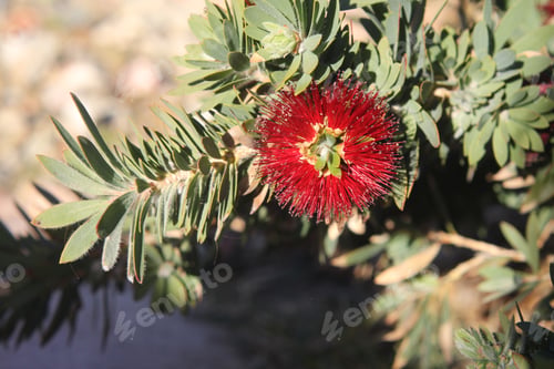 Preview: A Pohutukawa Plant With Green Leaves And Bright Red Flowers 3284