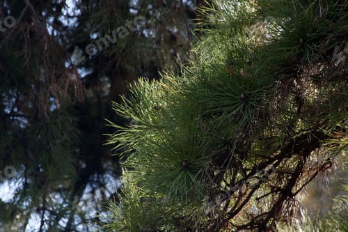 Preview: Pine Bough Outside On A Tree