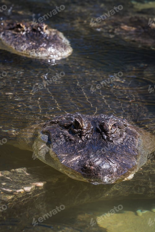 Preview: Close Up Of An American Alligator In A Shallow Pond