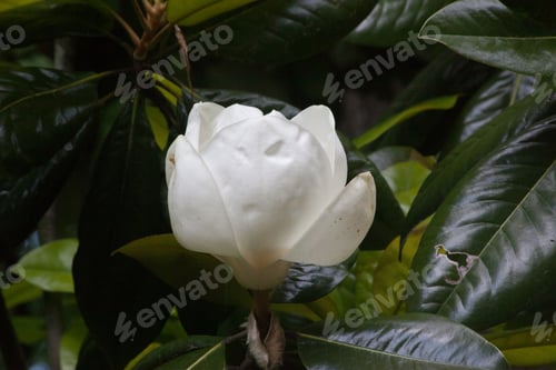 Preview: Magnolia Blossom Open On The Tree