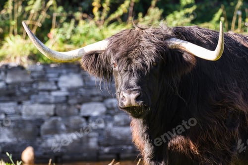 Preview: Close Up Of An Adult Highland Cow In A Field With Fresh Green Grass Late Summer In The Scottish