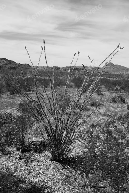 Preview: Ocotillo Cactus In The Desert In Black And White