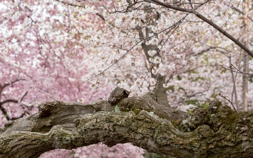 Preview: Detailed Photo Of A Gnarled Bark And Trunk Of Bright Japanese Cherry Blossom Flowers Set Against A