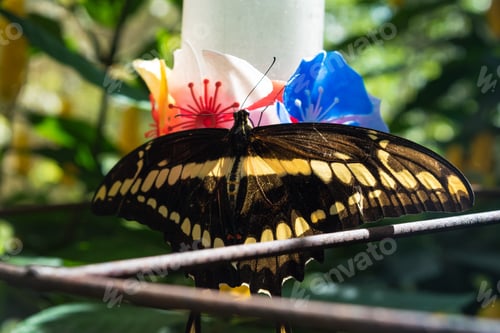 Preview: View Of A Beautiful Butterfly Drinking On A Water Fountain At Iguazu Falls - Foz Do Iguaçu, Brazil