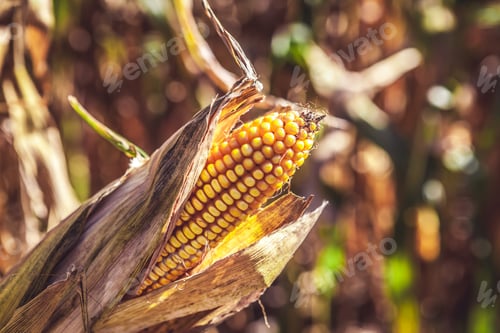Preview: Corn Field (Patch)
