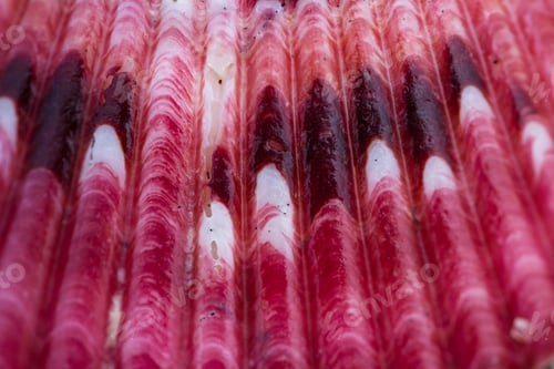 Preview: Close Up Of A Small Colorful Sea Shell In A Tropical Panamanian Beach