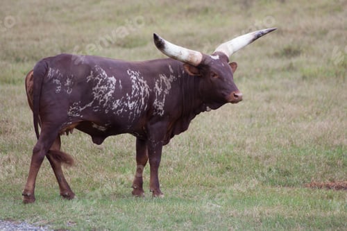 Preview: Ankole Longhorn Cow In A Field Of Grass