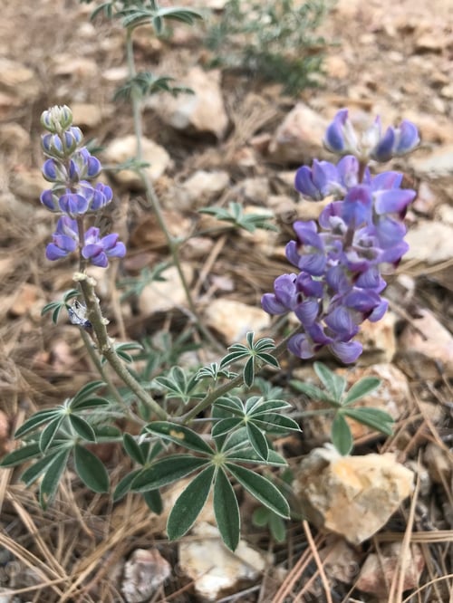 Preview: A Lupinus Sparsiflorus Plant With Flowers 4656