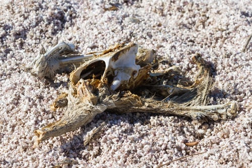 Preview: Close Up Of A Dead Dried Up Pelican In The Salton Sea In Southern California