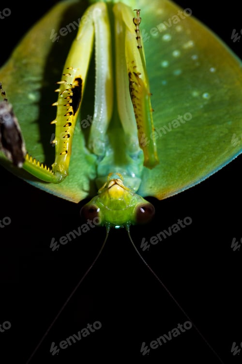 Preview: Close Up Of A Hooded Mantis Thru A Glass Window With The Darkness Of Night In The Background