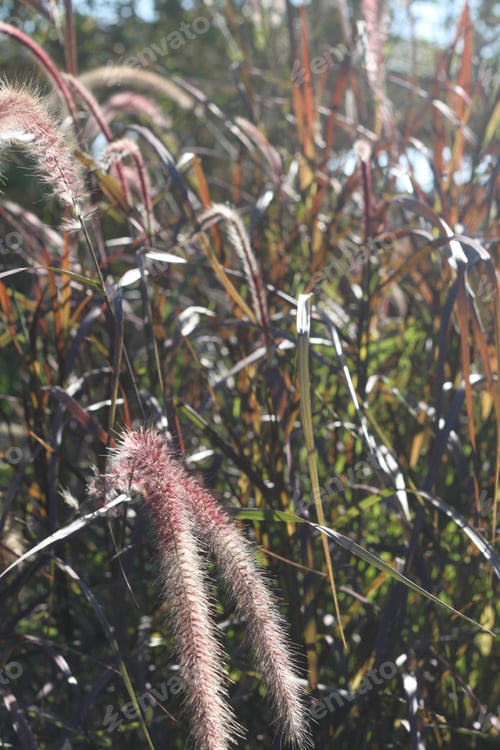 Preview: Tall Blades Of Prairie Grass With Feathery Plumes 2758