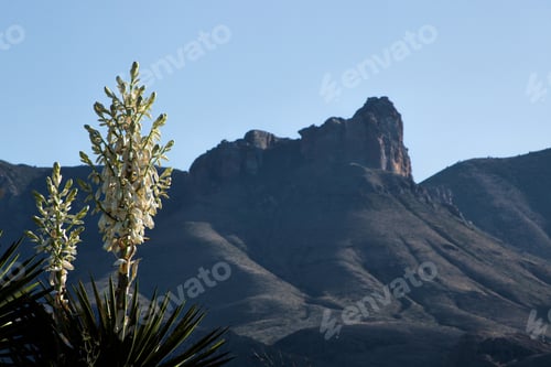 Preview: Yucca Cactus Against A Desert Mountain