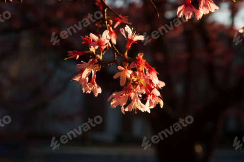 Preview: Cherry Tree Blooming