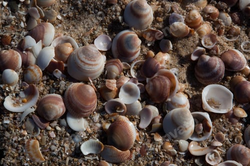 Preview: Seashells At Ashkelon Park, Israel