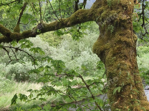 Preview: Moss Covered Trees In Hoh Rainforest, Olympic National Park
