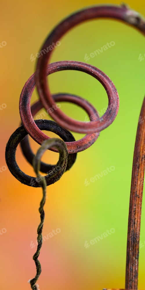 Vista previa: Primer plano de un corredor retorcido aislado en forma de parra con colores otoñales en el fondo