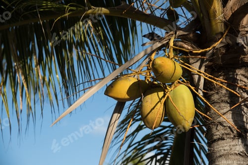 Preview: Ready To Pick Coconuts Growing Naturaly On Palm Tree
