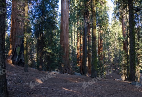 Preview: Beautiful Giant Sequoia Trees With A Beautiful Almost Orange Bark Glowing In The Sunshine In The