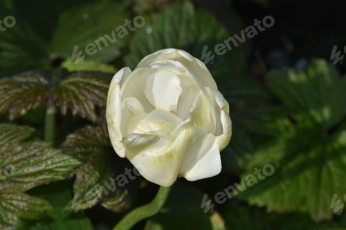 Preview: Garden With A Single White Tulip Blossom Blooming.