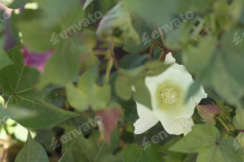 Preview: Cotton Plant Bushes With White Flowers 7819