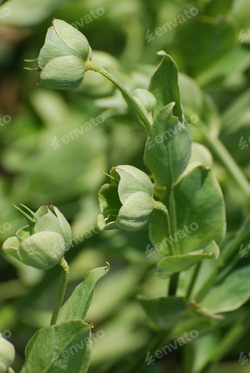 Preview: Lush Green Flowering Hellebore Blossoms In A Garden.