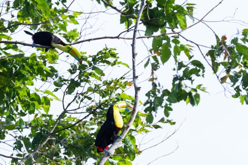 Preview: Two Keel Billed Tucans Perched On A Tree In The Rainforest Of Costa Rica