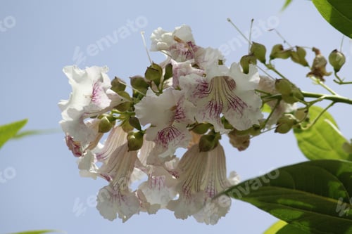 Preview: Clusters Of Chitalpa Tree Blossoms On Tree 5302