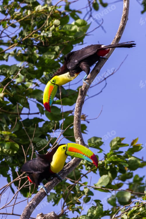 Preview: Wild Keel Billed Toucans In Costa Rica With Vivid Colors On Their Chest And Bills.