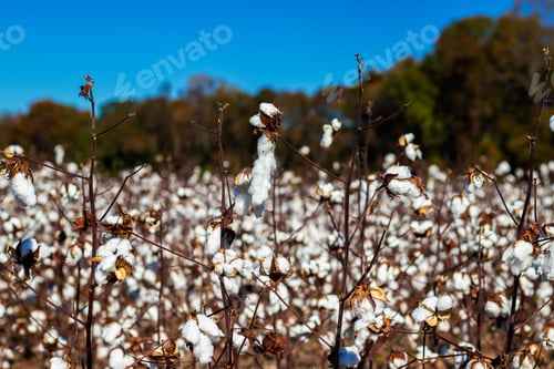 Preview: Closeup Of Blooming Cotton In A Field Ready For Harvest