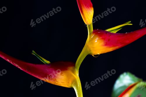 Preview: Close Up Of A Beautiful Tropical Heliconia Latispatha With Vivid Colors Isolated On A Black
