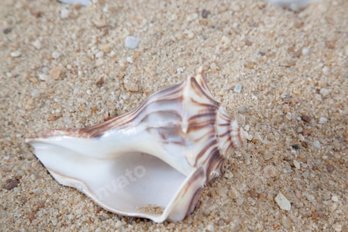 Preview: Seashell On Sand For Natural Background