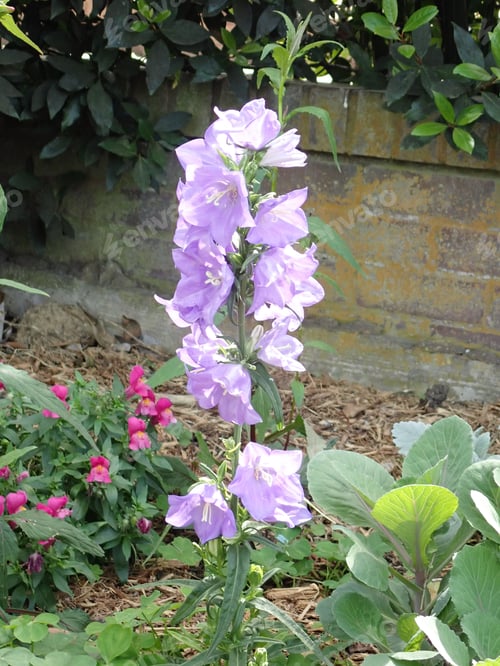 Preview: Purple Flower Outdoors In The Garden